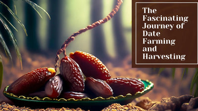 From Seed to Table | Fascinating Journey of Date Farming and Harvesting
